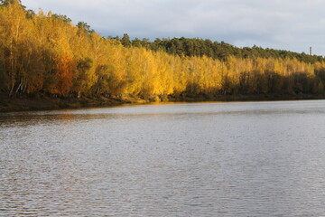 Autumn forest