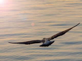 Gabiota flying above the sea. Blue Ocean with Gabiota