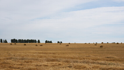 flock of sheep in a field