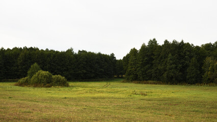 landscape with trees and grass