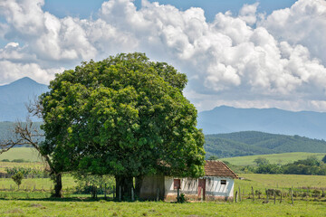 Landscape: mango tree in front of typical house of rural area and blue sky with cumulus nimbus...
