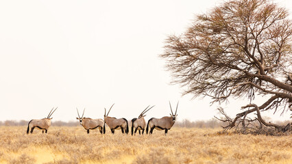Antelope (Oryx gazella) standing near a tree in Etosha National Park, Namibia.
