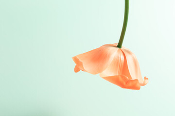 One big bud tulip of orange color on green background. Concept of flower shop business card. Invitation postcard. Holiday art object. International woman day. Hello spring. Banner with copy space