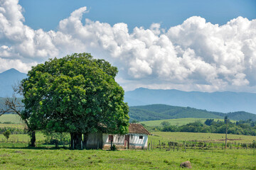 Landscape: mango tree in front of typical house of rural area and blue sky with cumulus nimbus...