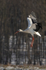 Obraz premium Stork flying over a meadow in Büttelbron in Hesse, Germany at a cloudy day in winter.