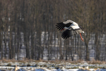 Stork flying over a meadow in Büttelbron in Hesse, Germany at a cloudy day in winter.