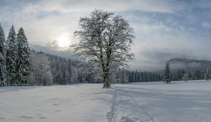 Nebel und Baum im Winter
