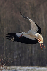 Stork flying over a meadow in Büttelbron in Hesse, Germany at a cloudy day in winter.