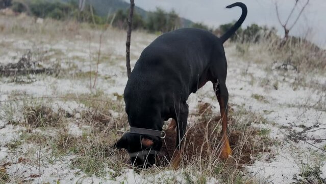 Doberman Pinscher Dog Digging Holes, In The Snow And Dirt Winter Windy Day 3 