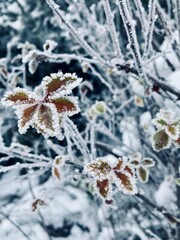 frost on branches
