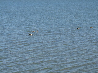 ducks in the relaxing water