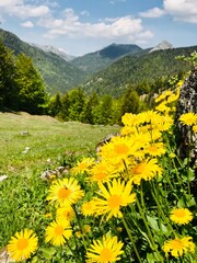 flowers in the mountains