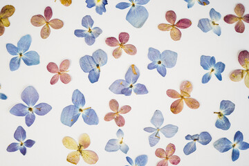 Dried pink and blue hydrangea flowers placed on a white background.