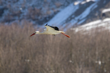 Stork flying over a meadow in Büttelbron in Hesse, Germany at a cloudy day in winter.