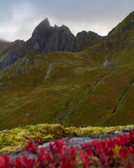 Autumn landscape in Lofoten, near Myrland on Flakstad&oslash;y. Red blueberry bushes in the foreground.