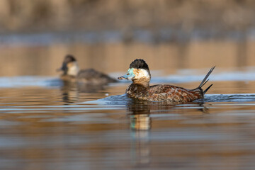 Ruddy Duck