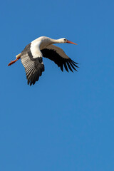 Obraz premium Stork flying over a meadow in Büttelbron in Hesse, Germany at a cloudy day in winter.