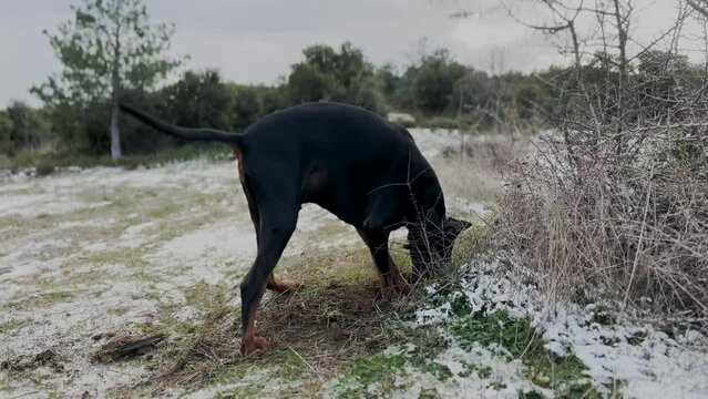 Doberman Pinscher Dog Digging Holes, In The Snow And Dirt Winter Windy Day 5