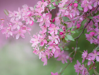 Bright, spring bloom of pink sakura close-up