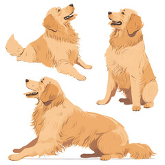 vector golden retriever dog illustration set on white background - obrazy, fototapety, plakaty