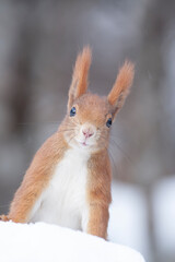 squirrel (Sciurus vulgaris)