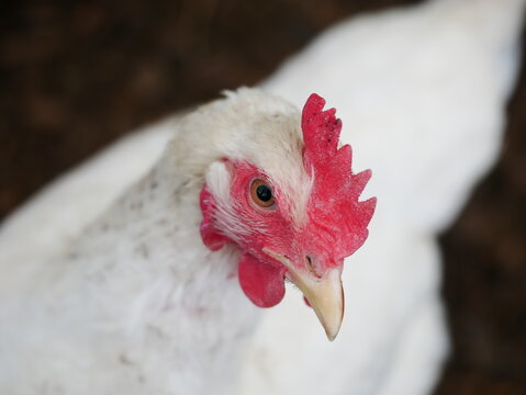 Portrait Of A Light Sussex Chicken