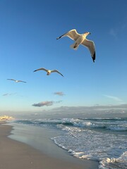 seagulls in flight over the Gulf of Mexico Florida 