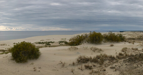 Panoramic photo of the coast of the Curonian Spit: a deserted abandoned landscape of a sandy hilly sea shore. Dry thickets of bushes rarely grow on the wasteland