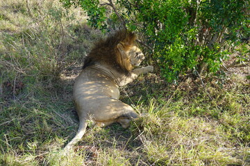 Naklejka premium Kenya - Masai Mara - Lion