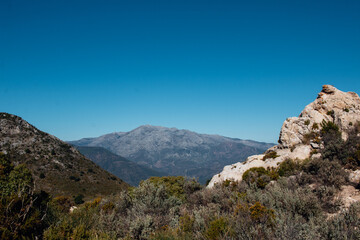 Postales de un gran bosque 