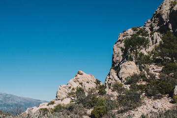 Postales de un gran bosque frondoso