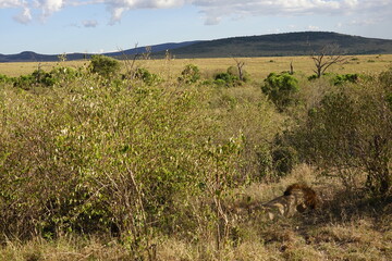 Kenya - Masai Mara - Lion