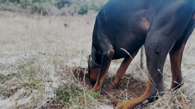 Doberman Pinscher Dog Digging Holes, In The Snow And Dirt Winter Windy Day 8