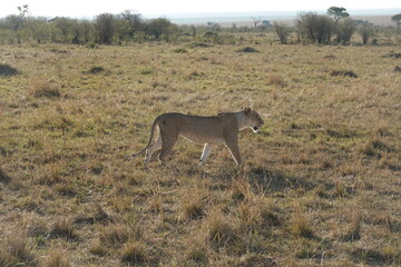 Kenya - Masai Mara - Lion