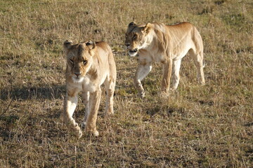 Kenya - Masai Mara - Lion