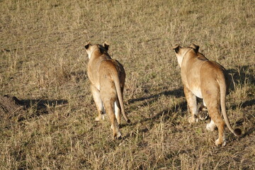 Kenya - Masai Mara - Lion