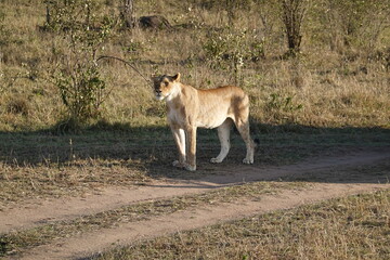 Kenya - Masai Mara - Lion