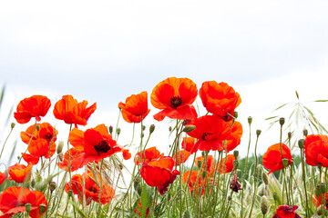 Poppies in a wild meadow