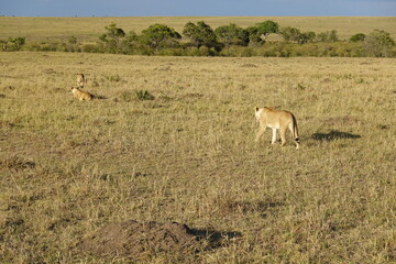 Kenya - Masai Mara - Lion