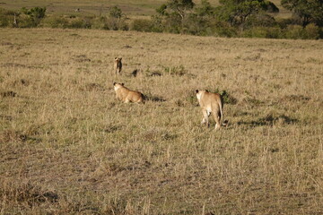 Kenya - Masai Mara - Lion