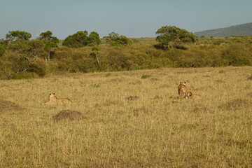 Naklejka na ściany i meble Kenya - Masai Mara - Lion