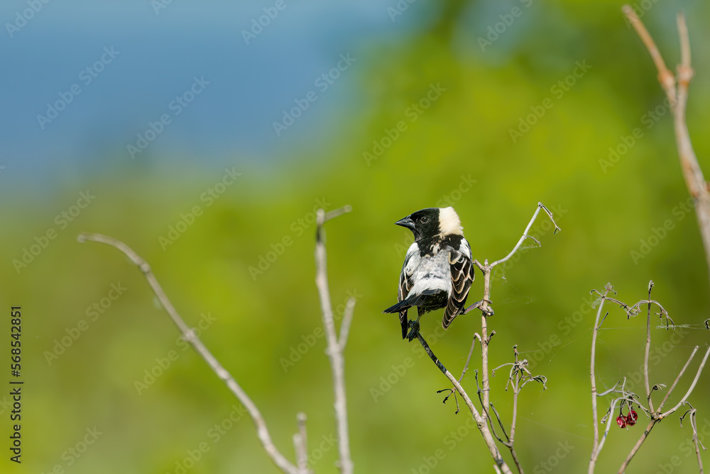 Canvas Prints Bobolink (Dolichonyx oryzivorus). During breeding season, this species prefers open grasslands with a moderate litter layer and standing residual vegetation.