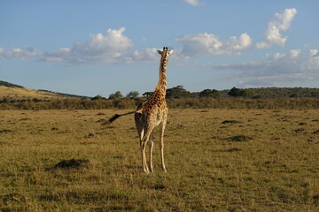 Kenya - Masai Mara - Giraffe