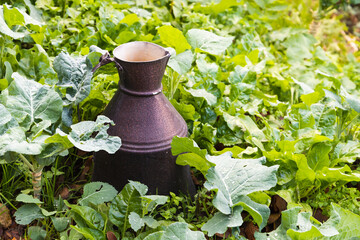 A metal jug stands in the garden