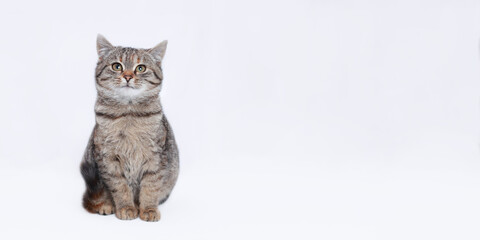 Beautiful funny Kitten. Cat on a white background. Cat posing at camera. Close up portrait of a cute Kitten. Web banner with copy space. Pet. Empty space for text.  Front view