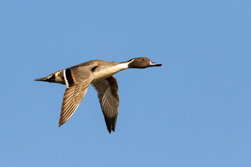 Obraz premium Northern Pintail