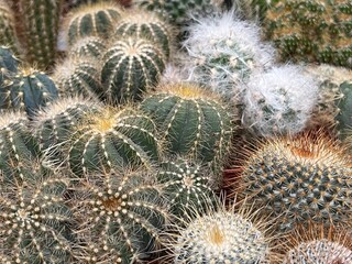 Cacti succulent plants mix variation.