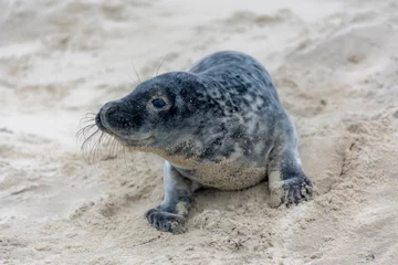 Rolgordijnen Young seal in its natural habitat laying on the beach and dune in Dutch north sea cost (Noordzee) The earless phocids or true seals are one of the three main groups of mammals, Pinnipedia, Netherlands © Sarawut