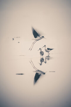 Blurred reflection of flying bird from water