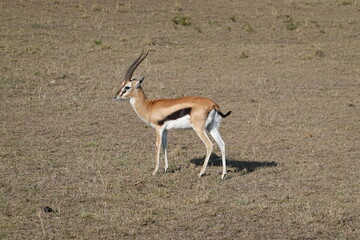 Kenya - Masai Mara - Gazelle